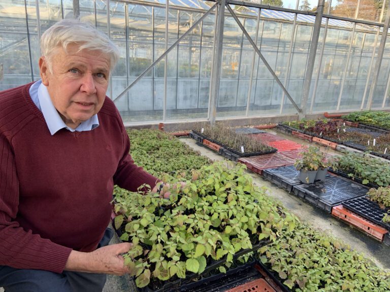 How to Propagate via Hardwood and Softwood Cuttings