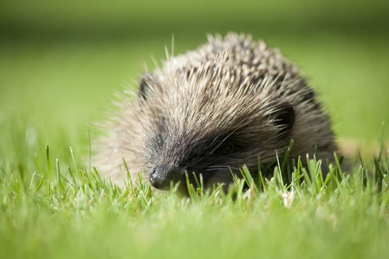 How to Create a Hedgehog Friendly Garden