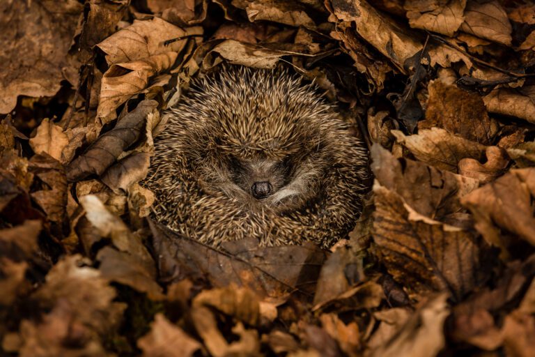 How to Help Hibernating Animals