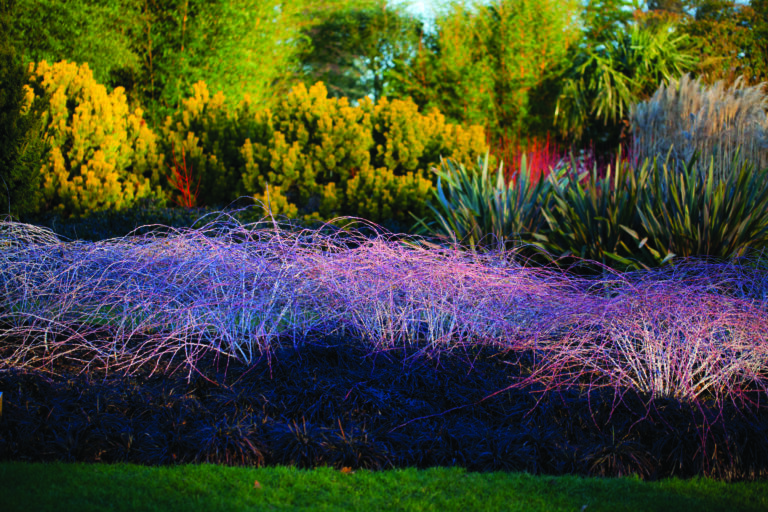 How To Create a Beautiful Winter Garden