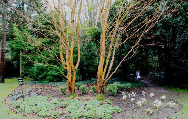 Plants For Winter Garden - Hellebores and Acers