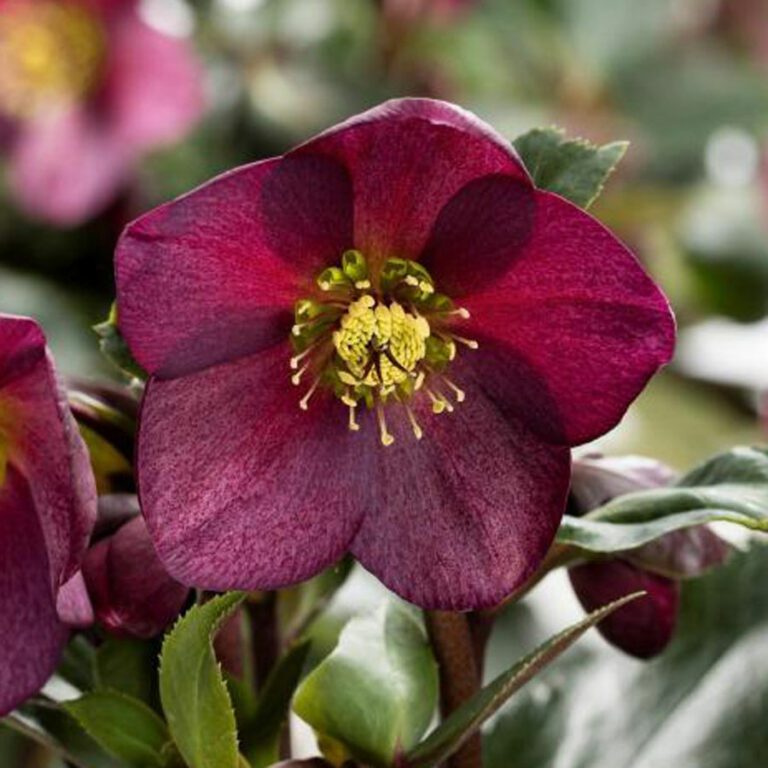 Helleborus | Plant Profile