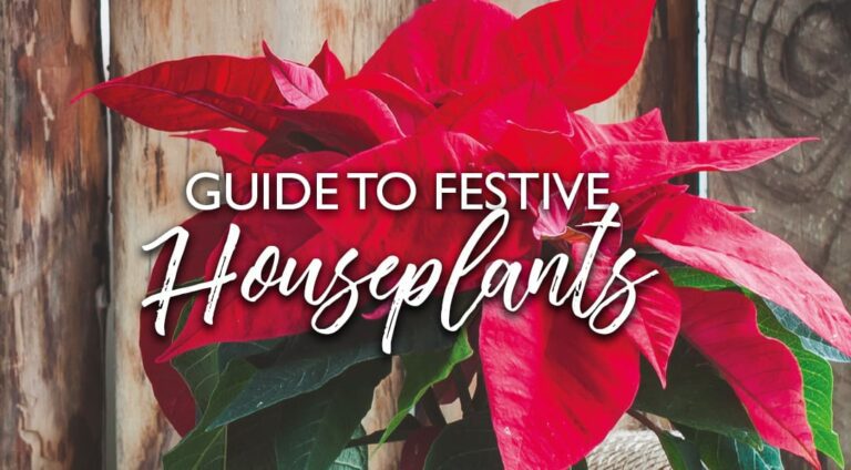 Guide to Festive Houseplants