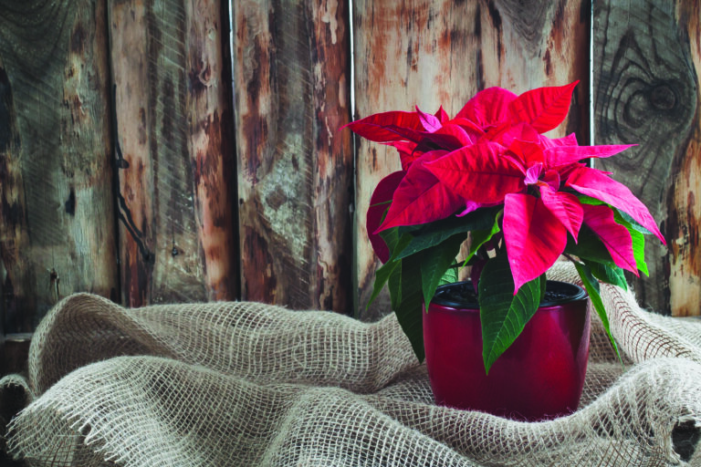 Poinsettia | Plant Profile