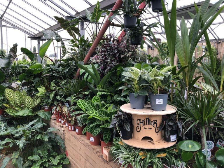 Foliage Houseplants Profile