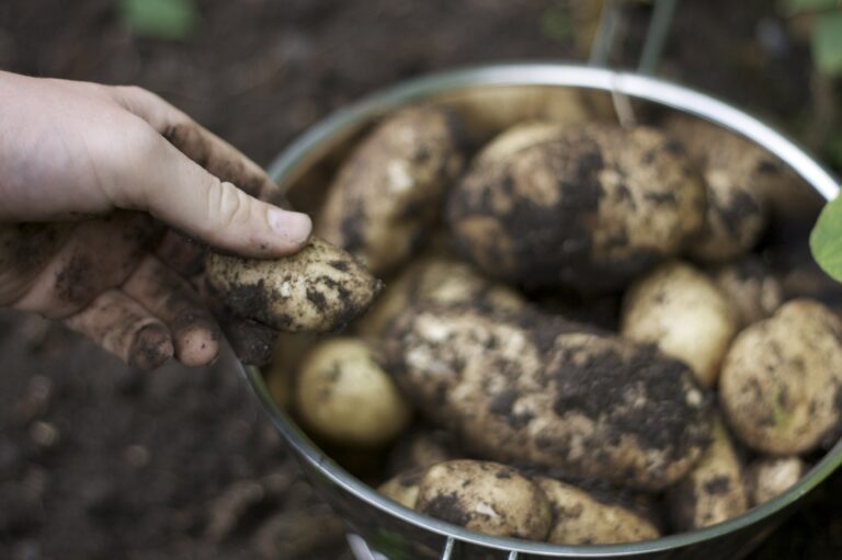 How to Grow Potatoes