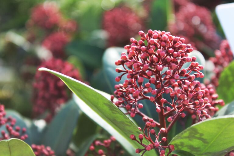 Skimmia | Plant Profile