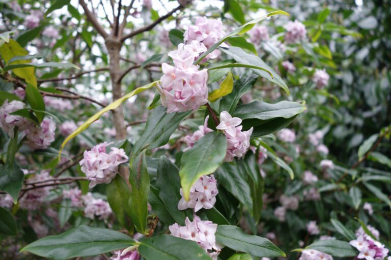 The Best Shrubs for Spring Flower and Foliage