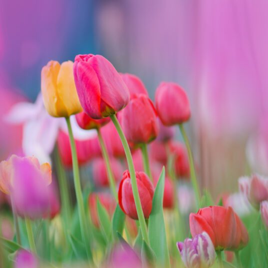 Gift Seeds & Bulbs This Christmas