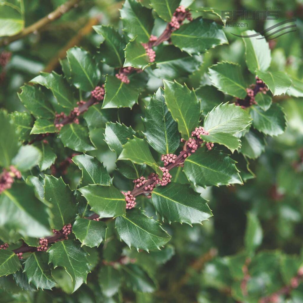 Ilex meserveae ‘Blue Prince’ 3L 5023242370880