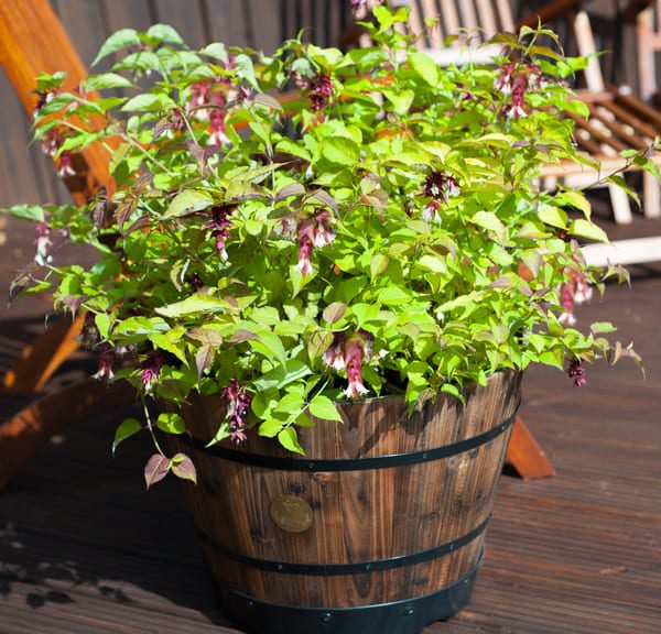 Leycesteria 'Little Lanterns' | Plant Profile