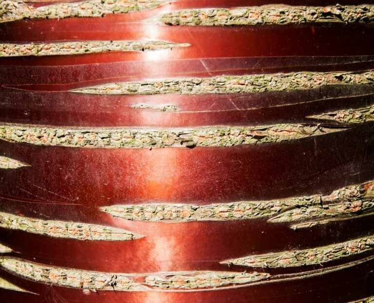 Best Trees for Attractive Bark