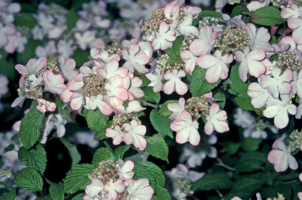 Viburnum plicatum f. tomentosum ‘Pink Beauty’ 3L 5023242192031 2