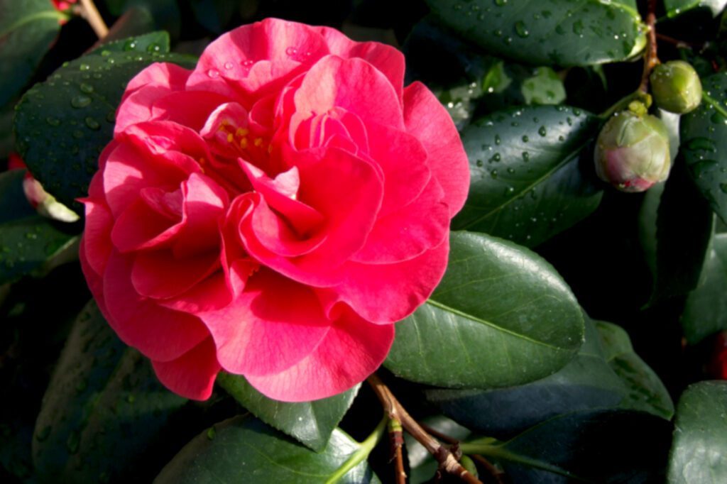 Camellia japonica ‘Lady Campbell’ 3L 5023242327860 2