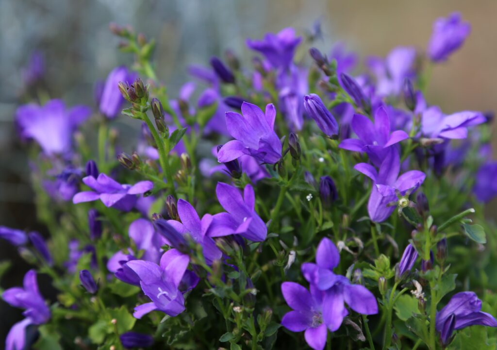 Campanula portenschlagiana ‘Catherina’ 2L 5023242344485