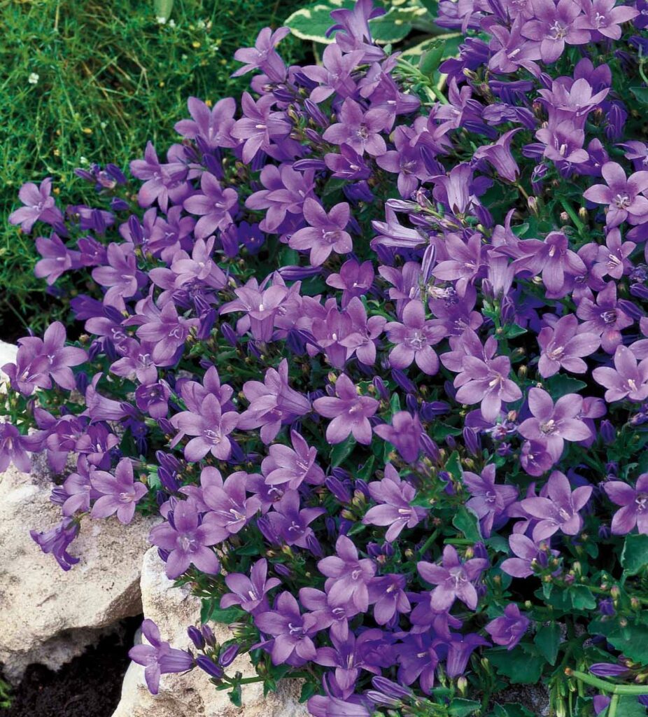 Campanula portenschlagiana ‘Catherina’ 2L 5023242344485