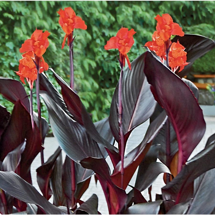 Canna ‘Tropicanna Black’ 3L 5023242376400