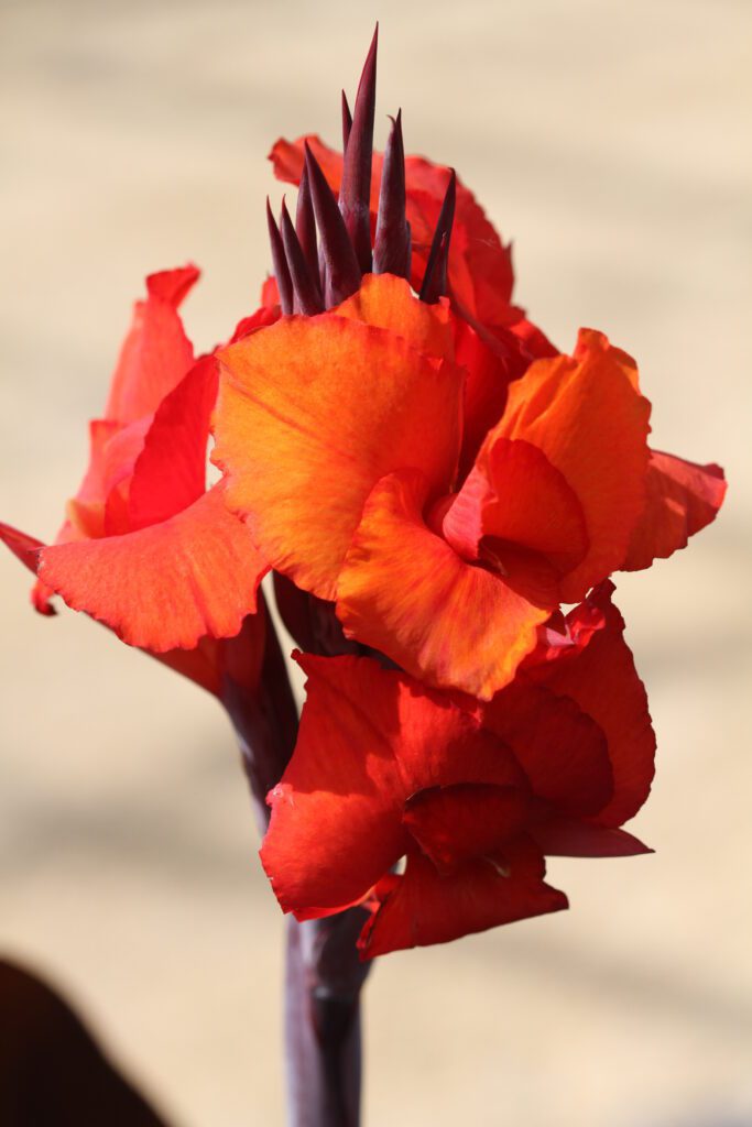 Canna ‘Tropicanna Black’ 3L 5023242376400