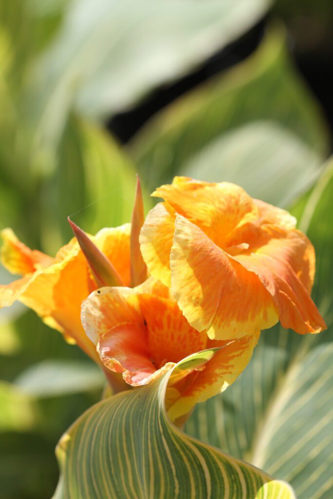Canna indica ‘Tropicanna Gold’ 5L 5023242366777