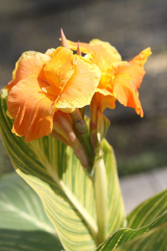 Canna indica ‘Tropicanna Gold’ 5L 5023242366777