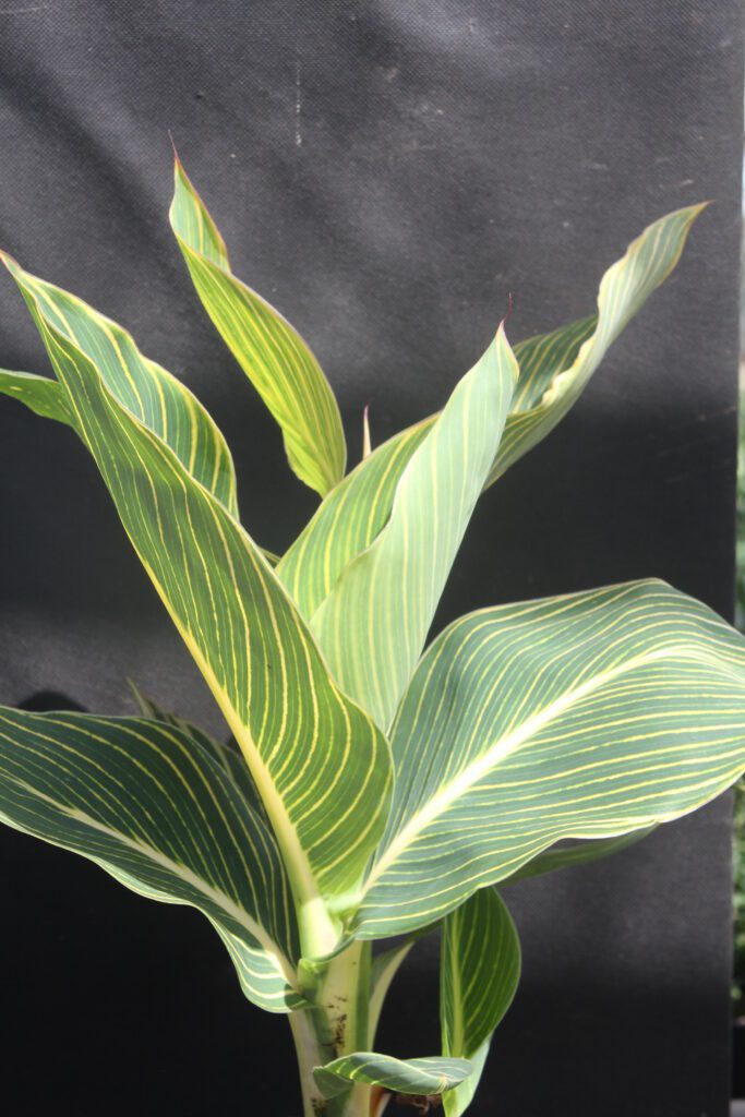 Canna indica ‘Tropicanna Gold’ 5L 5023242366777