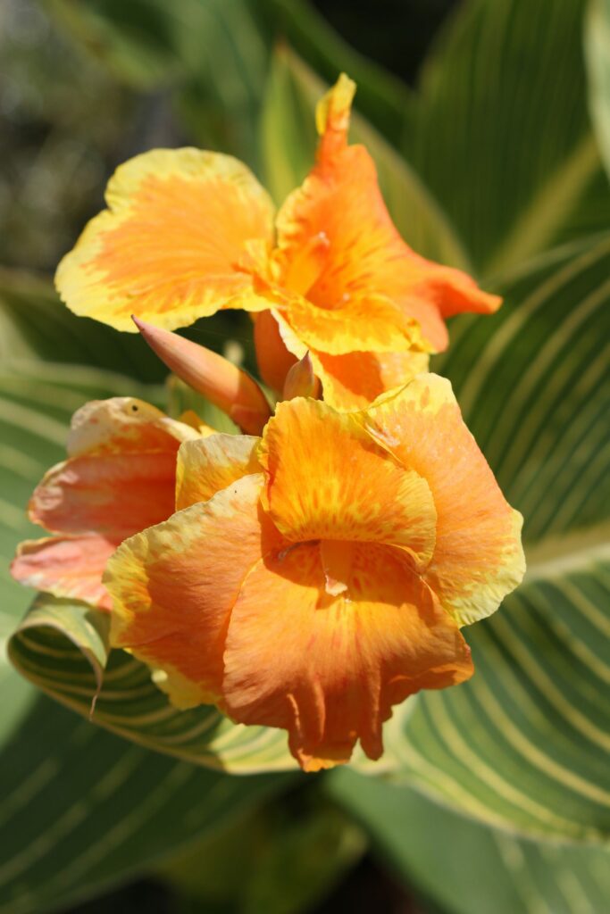 Canna ‘Tropicanna Gold’ 3L 5023242376417