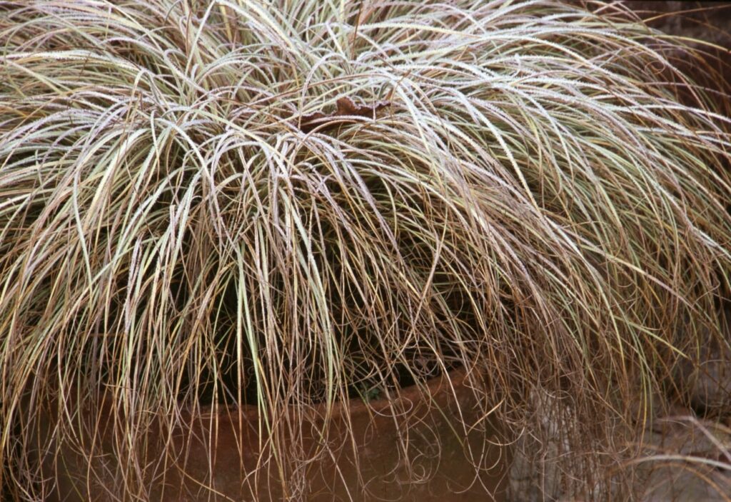 Carex comans ‘Frosted Curls’ 2L 5023242257587
