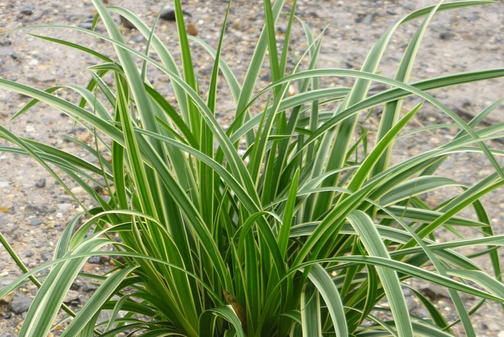 Carex ‘Ice Dance’ 2L 5023242300320