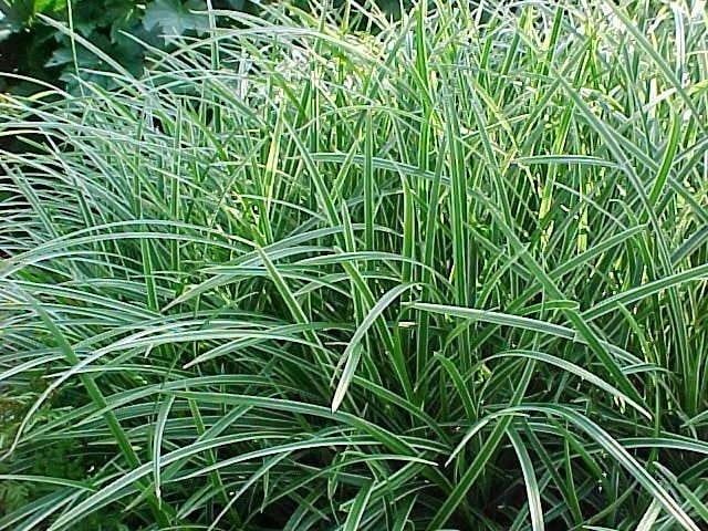 Carex ‘Ice Dance’ 2L 5023242300320