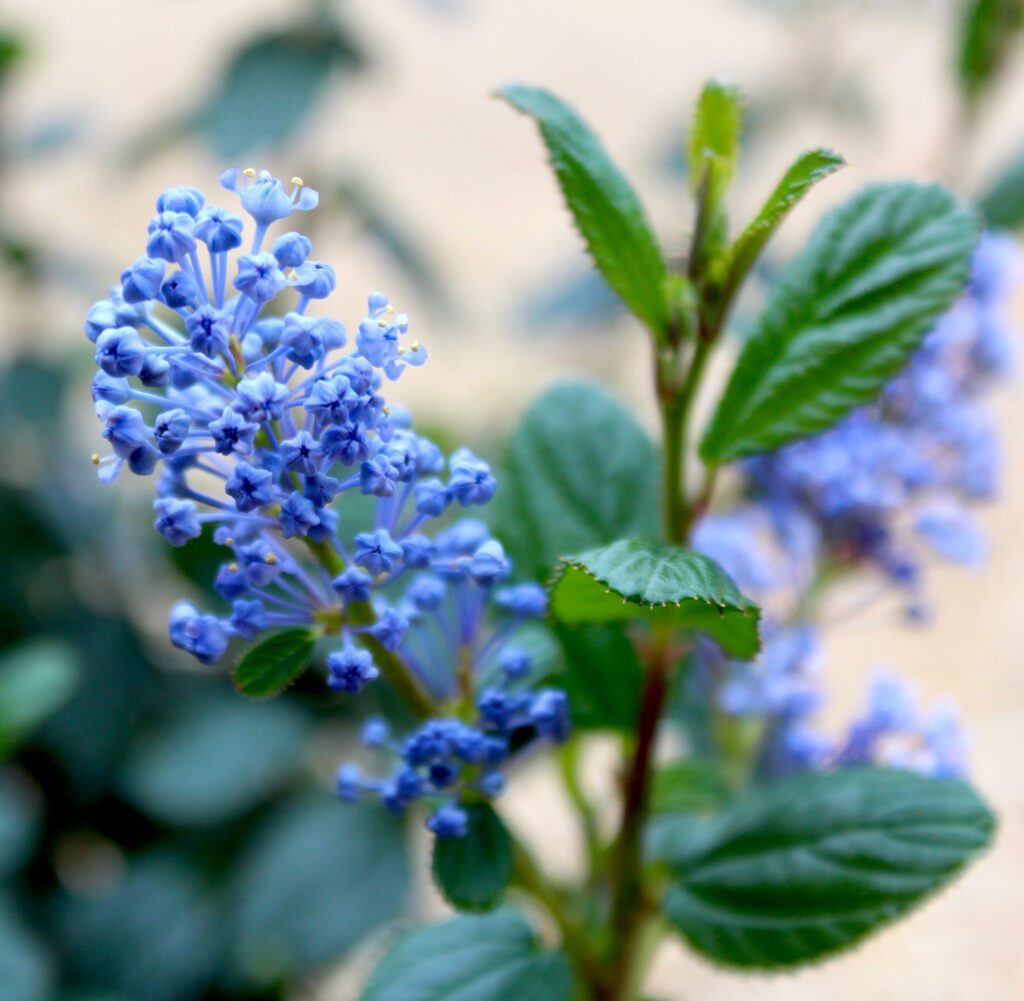 Ceanothus ‘Autumnal Blue’ 3L 5023242191522