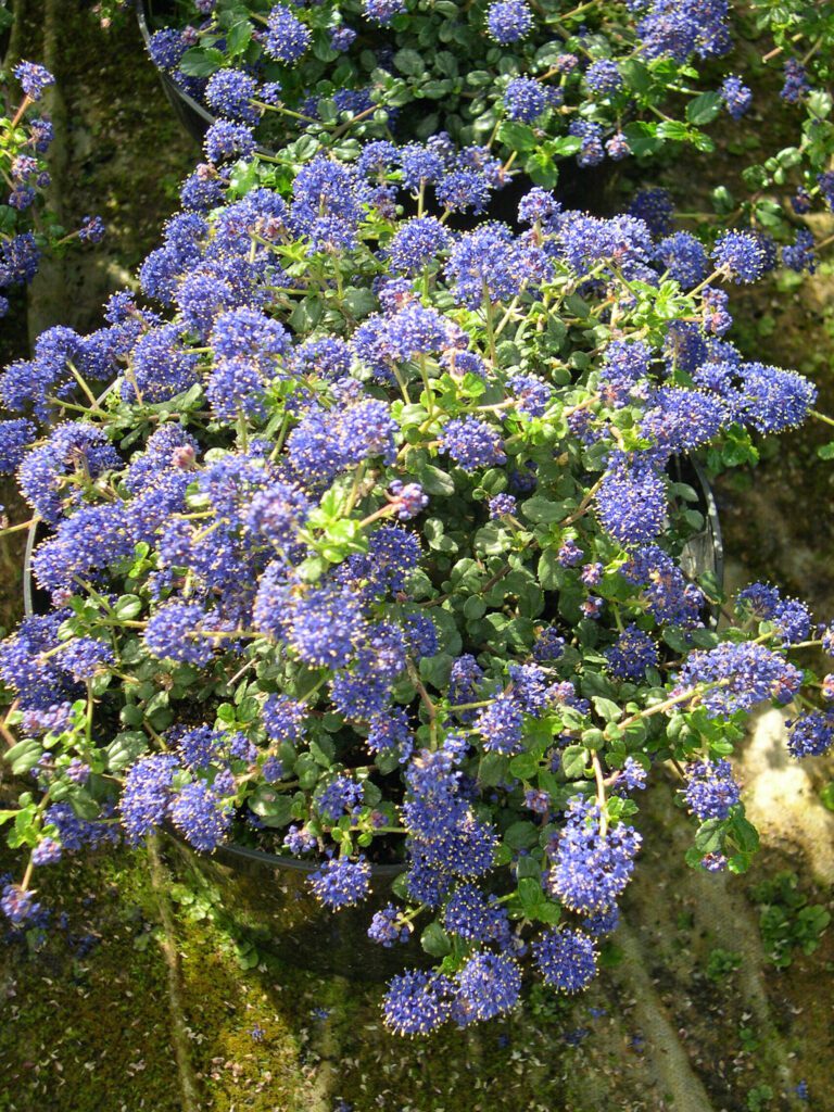 Ceanothus ‘Autumnal Blue’ 3L 5023242191522