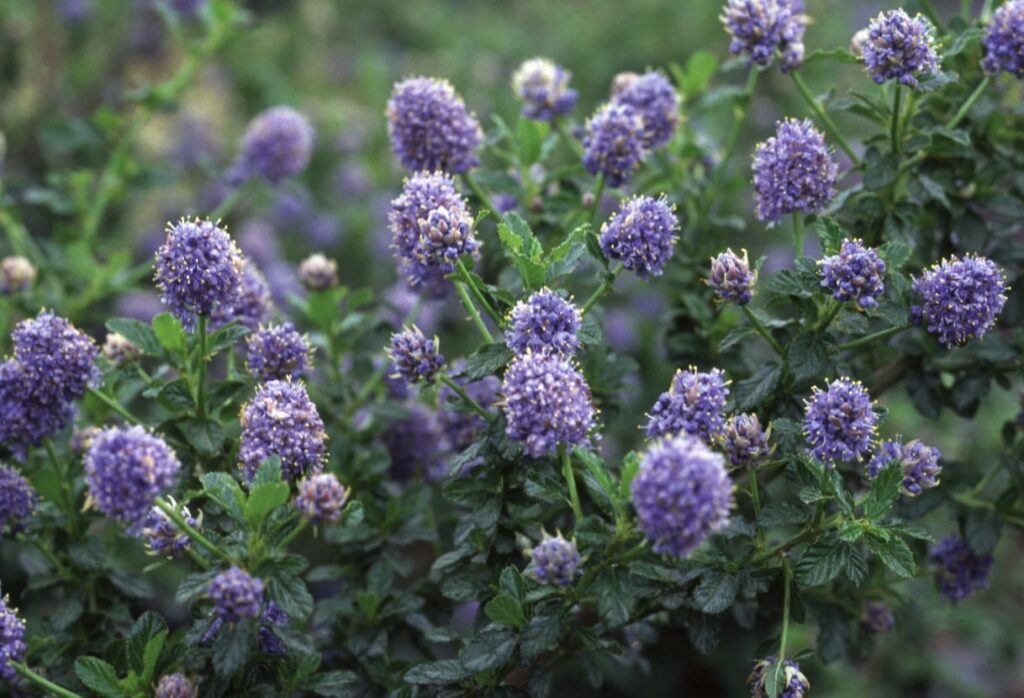 Ceanothus ‘Blue Mound’ 3L 5023242339948 2