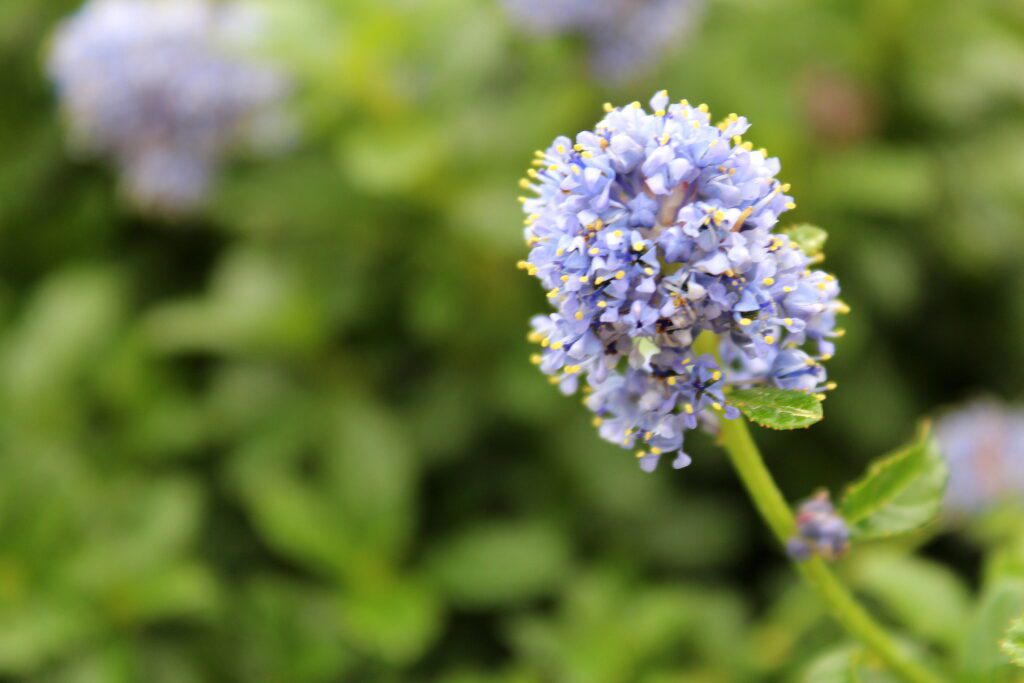 Ceanothus ‘Blue Mound’ 3L 5023242339948 2