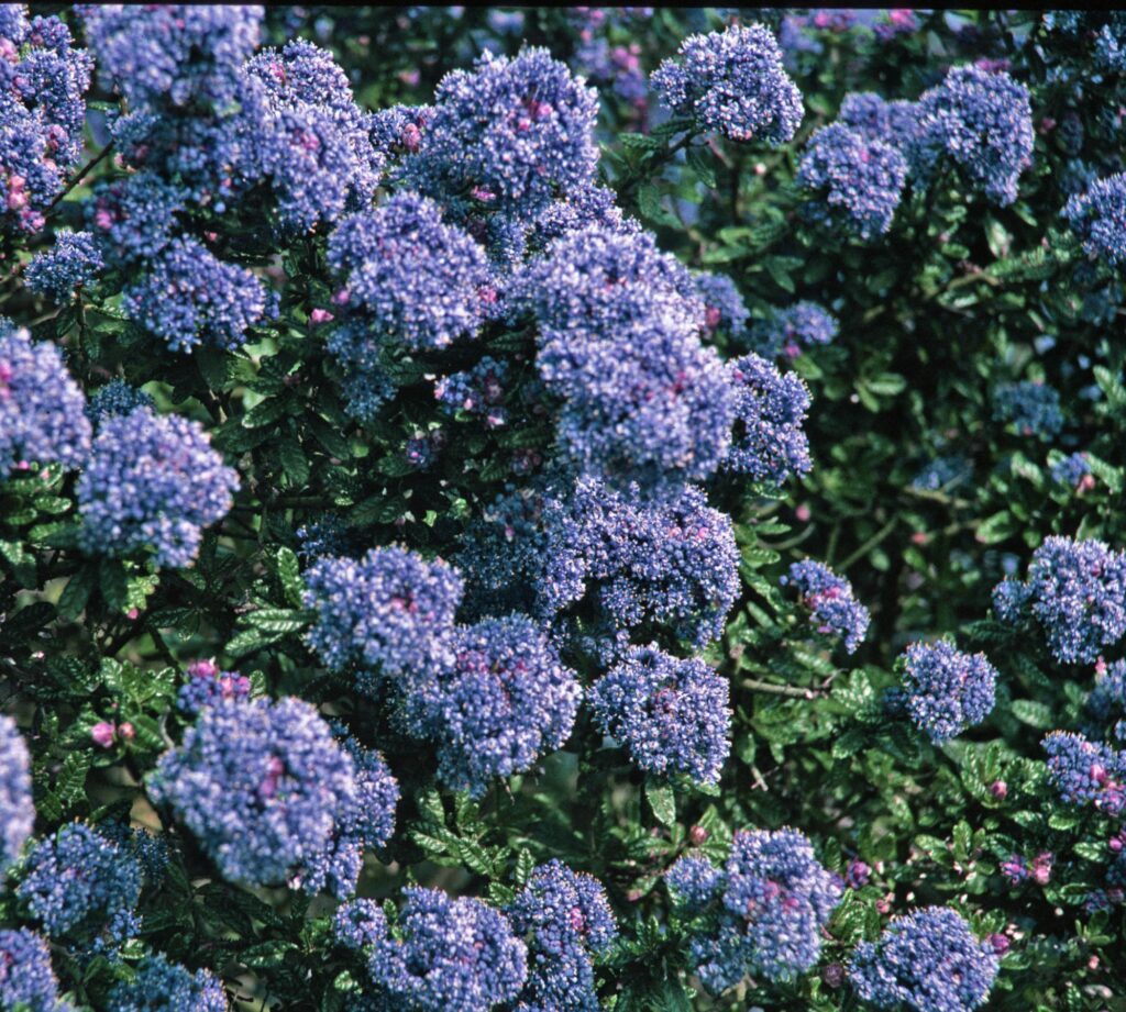 Ceanothus ‘Puget Blue’ 3L 5023242193052 2
