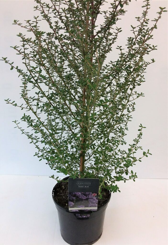 Ceanothus ‘Puget Blue’ 3L 5023242193052 2
