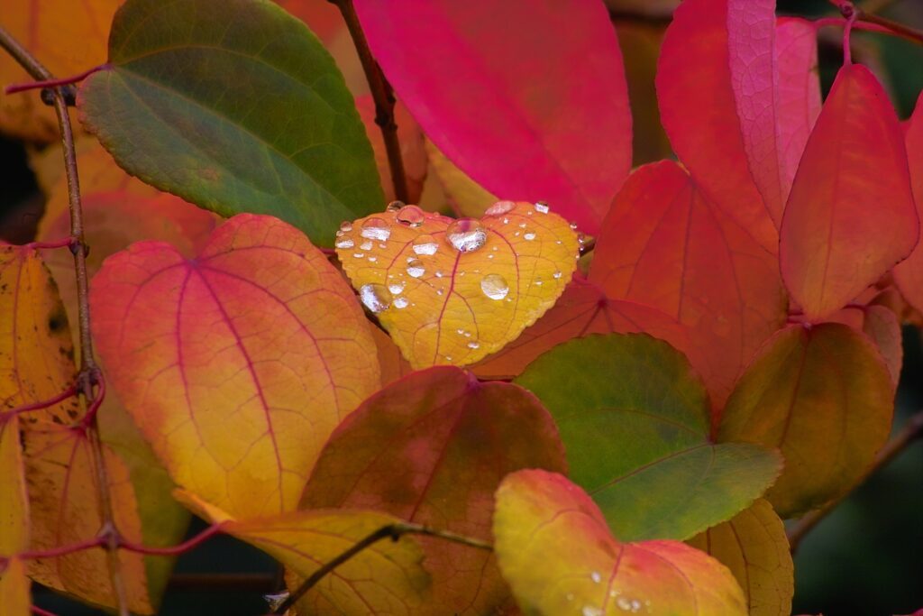 Cercidiphyllum japonicum 3L 5023242375915