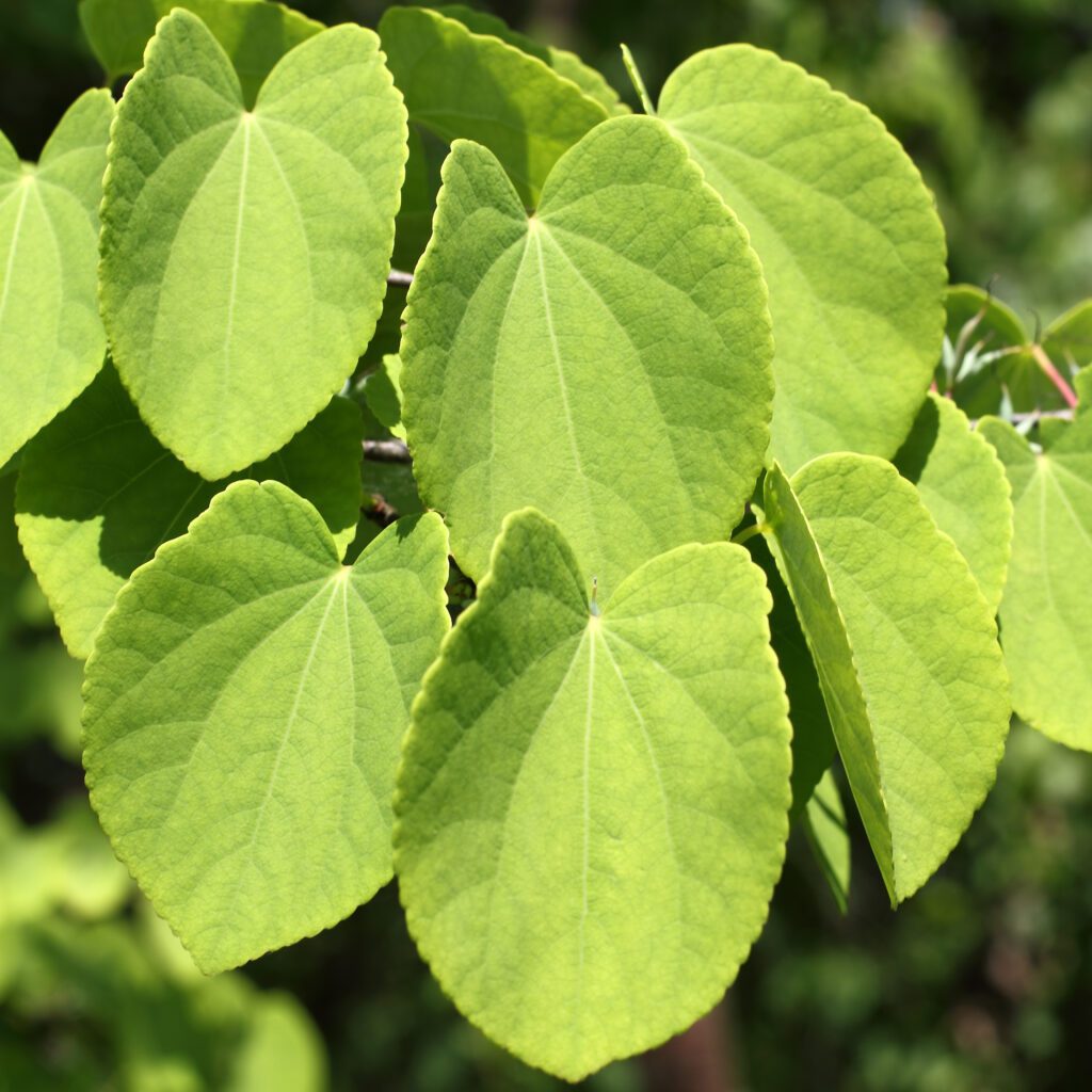 Cercidiphyllum japonicum 3L 5023242375915