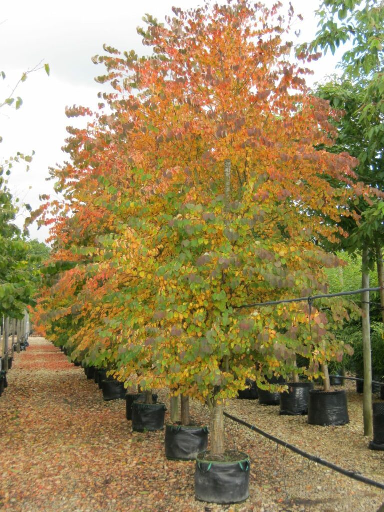 Cercidiphyllum japonicum 3L 5023242375915