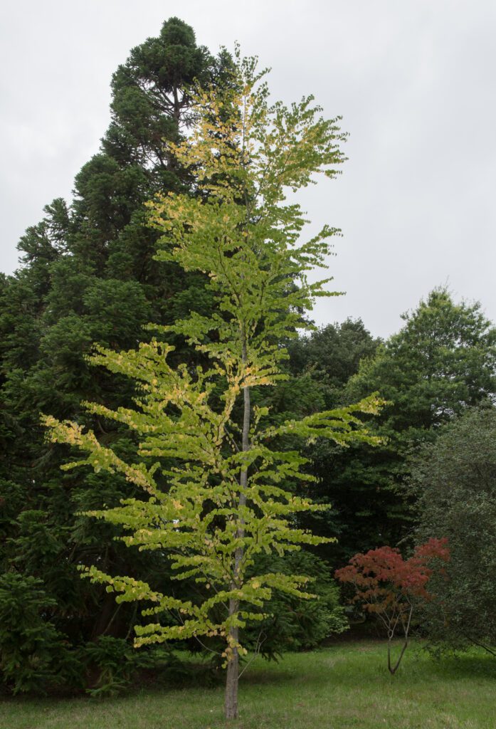 Cercidiphyllum japonicum 3L 5023242375915