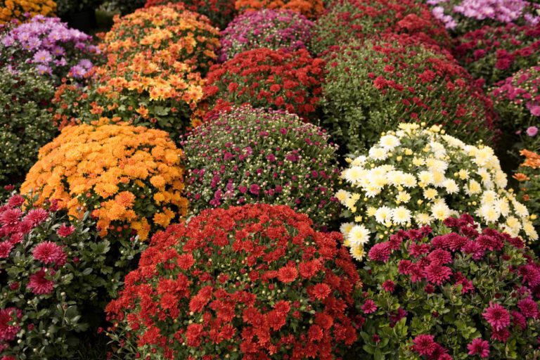 Chrysanthemum | Plant Profile