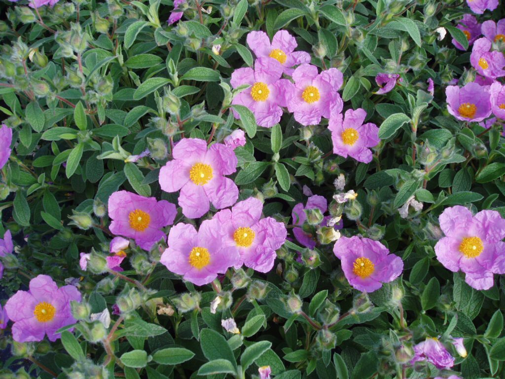 Cistus creticus 3L 5023242208053