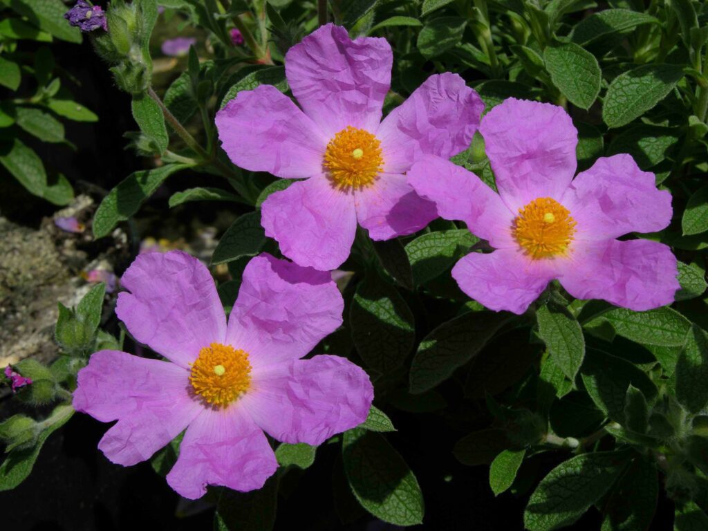 Cistus creticus 3L 5023242208053