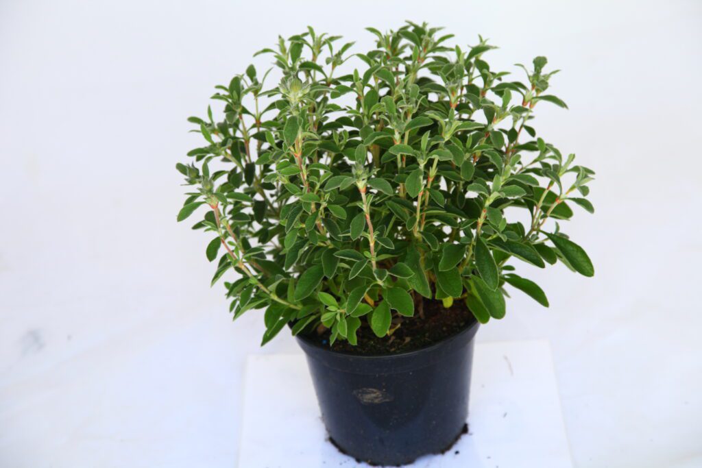 Cistus creticus 3L 5023242208053