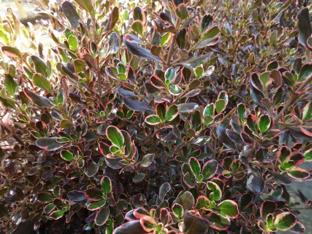Coprosma repens ‘Pacific Dawn’ 3L 5023242368115 2