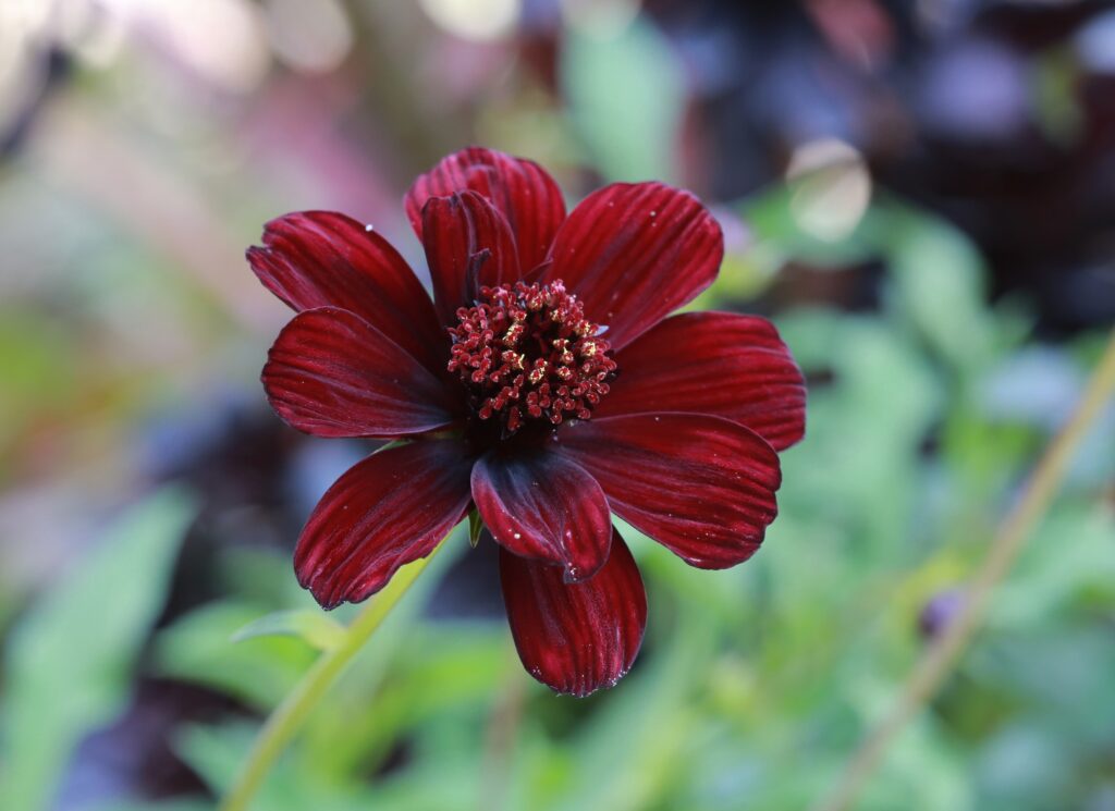 Cosmos atrosanguineus ‘Chocamocha’ 2L 5023242327709