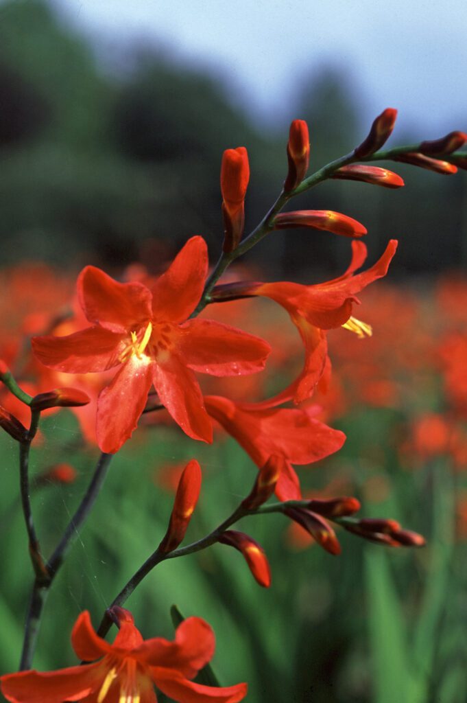 Crocosmia x crocosmiiflora ‘Carmin Brilliant’ 2L 5023242269337