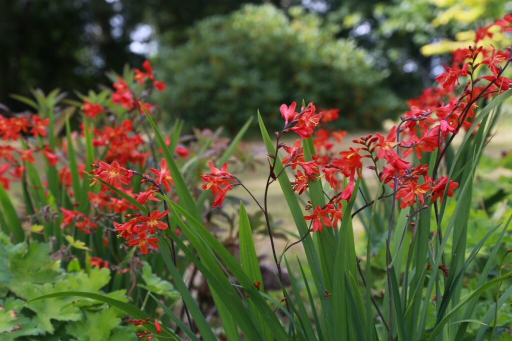 Crocosmia x crocosmiiflora ‘Carmin Brilliant’ 2L 5023242269337