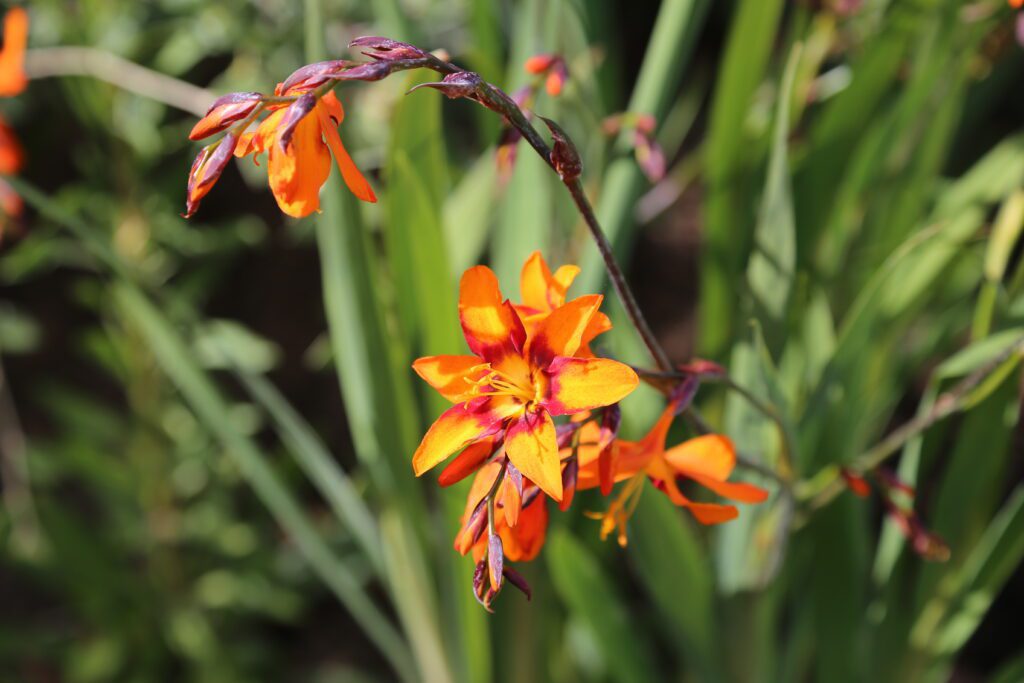 Crocosmia x crocosmiiflora ‘Emily Mckenzie’ 2L 5023242275758