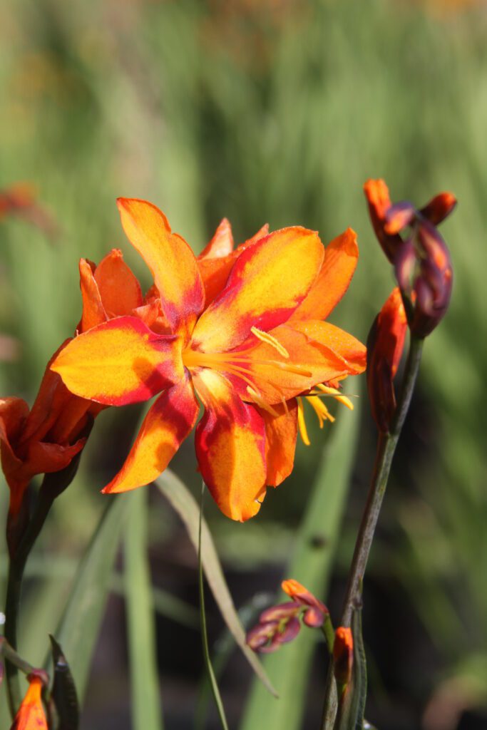 Crocosmia x crocosmiiflora ‘Emily Mckenzie’ 2L 5023242275758
