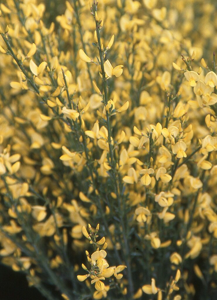 Cytisus x praecox ‘Allgold’ 3L 5023242375922 2